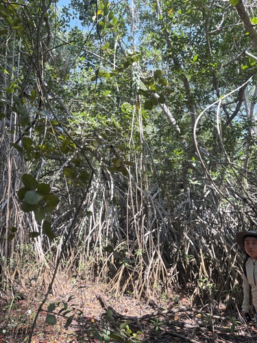 red mangrove (Rhizophora mangle)