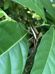 Aspilosterna albovittata