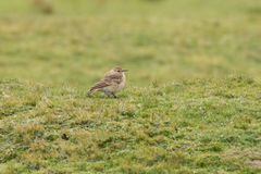 Geositta cunicularia