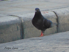 Columba livia