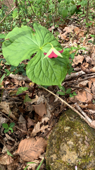 Trillium sulcatum