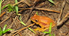 Dendropsophus mathiassoni