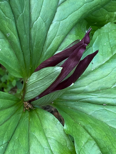 Trillium chloropetalum, photograph 4