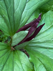 Trillium chloropetalum, photograph (c) Rebecca Johnson, some rights reserved (CC BY)