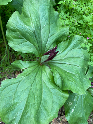 Trillium chloropetalum, photograph 5