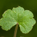 Hairy Pennywort - Photo (c) Greg Holland, some rights reserved (CC BY-NC), uploaded by Greg Holland