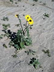 Helianthus petiolaris canescens