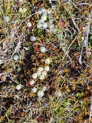 Coprosma petriei
