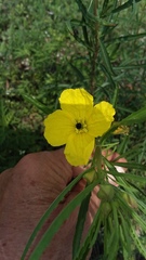 Oenothera berlandieri pinifolia