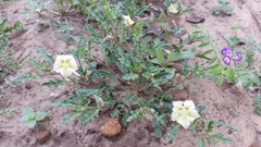 Chamaesaracha coniodes