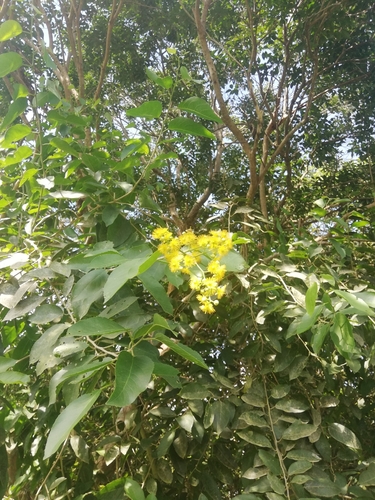Banara guianensis, 2026-04-25