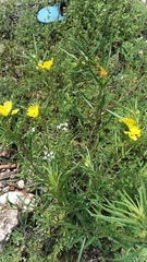 Oenothera berlandieri pinifolia