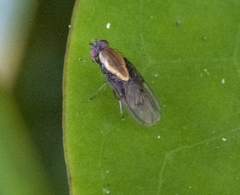 Allophylopsis