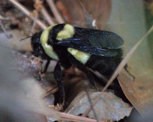 Southern Plains Bumble Bee photographed in South Carolina