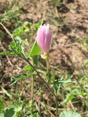 Oenothera speciosa