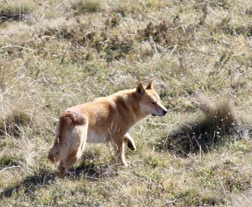 Dingo
