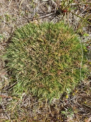 Oreobolus pectinatus