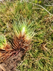 Oreobolus pectinatus