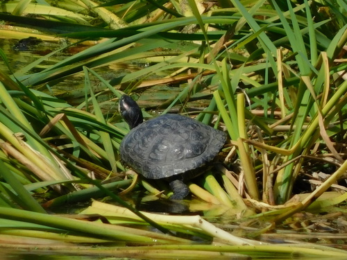 Trachemys scripta elegans