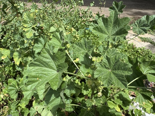 Malva parviflora observed 2026-04-26