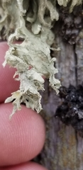 Ramalina dilacerata
