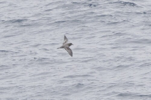 Murphy's Petrel (Pterodroma ultima), photo 4