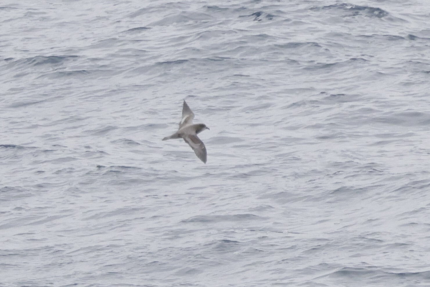 Murphy's Petrel (Pterodroma ultima), photo 4