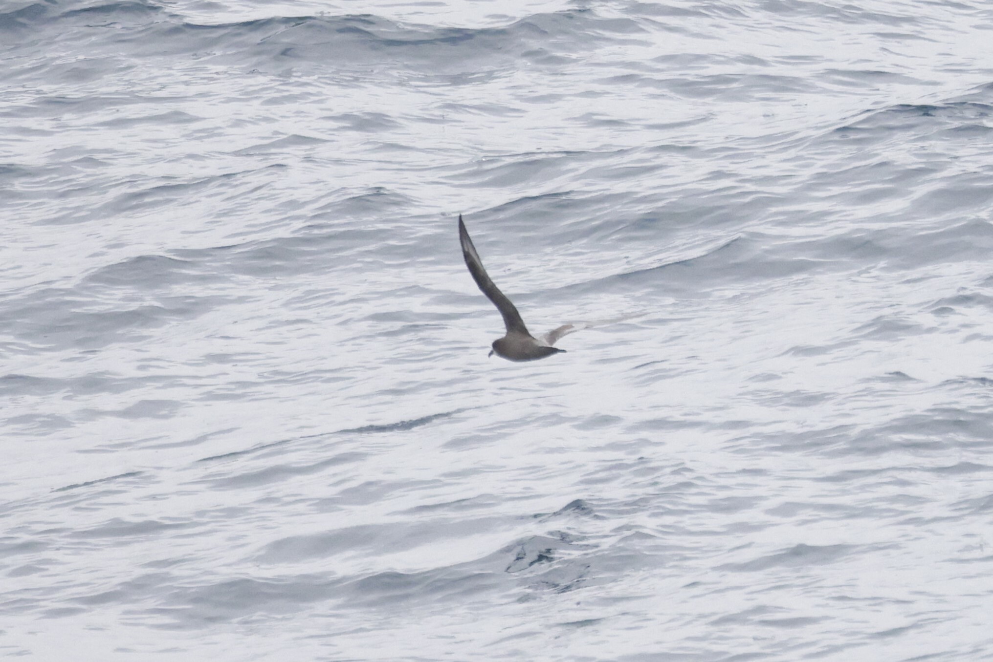 Murphy's Petrel (Pterodroma ultima), photo 3