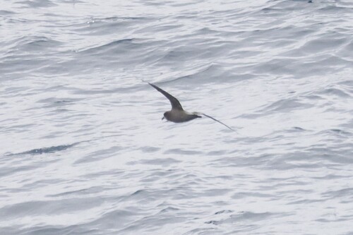 Murphy's Petrel (Pterodroma ultima), photo 10