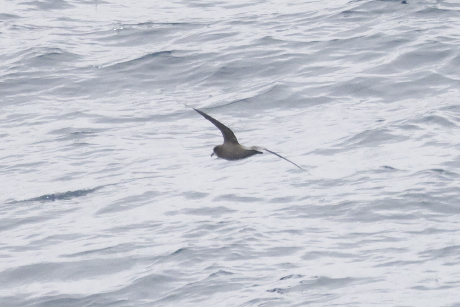 Murphy's Petrel (Pterodroma ultima), photo 10