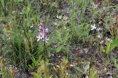 Calopogon multiflorus