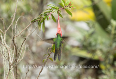 Riccordia swainsonii