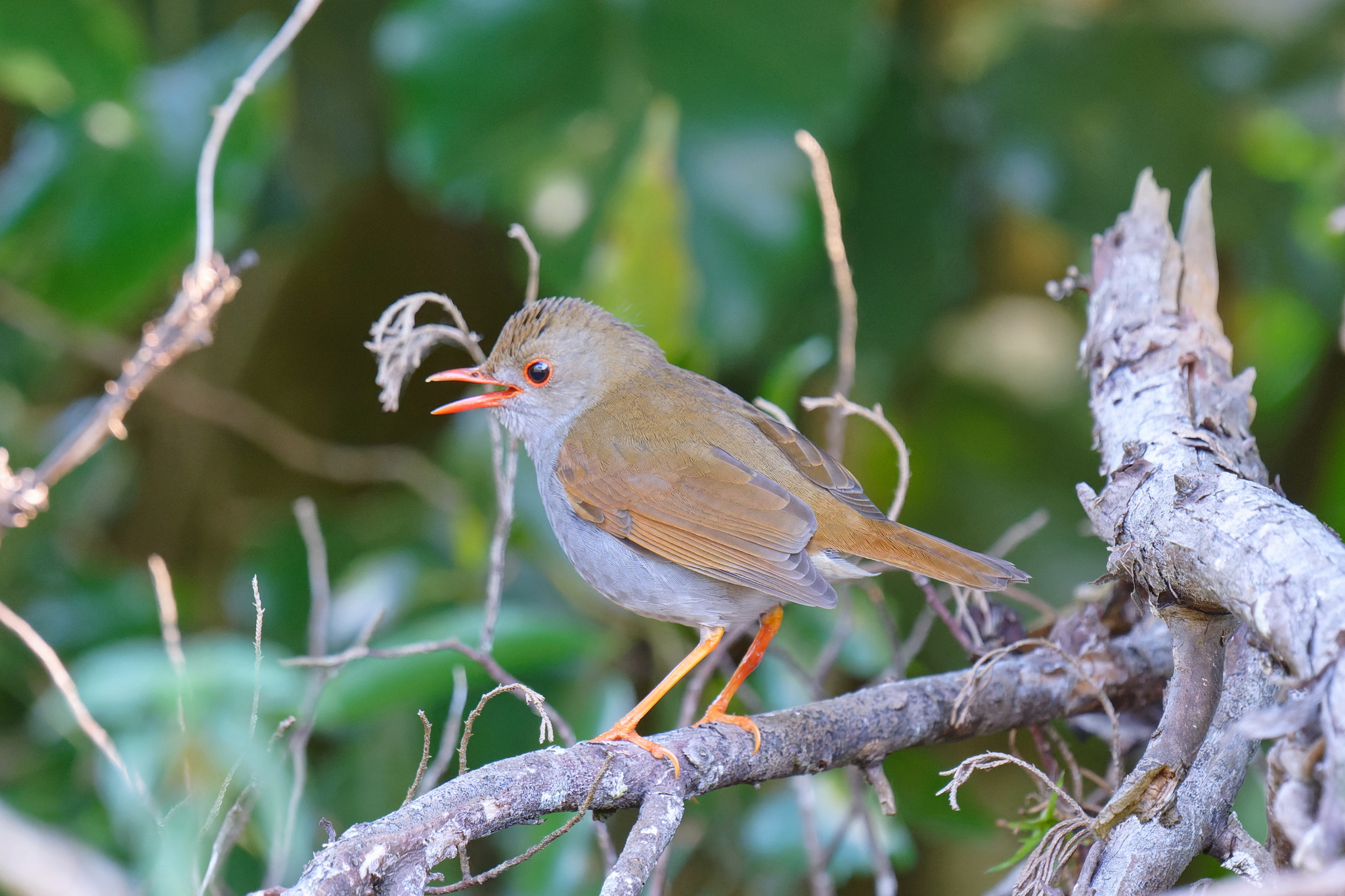 Orange-billed Nightingale-Thrush (Catharus aurantiirostris), photo 2
