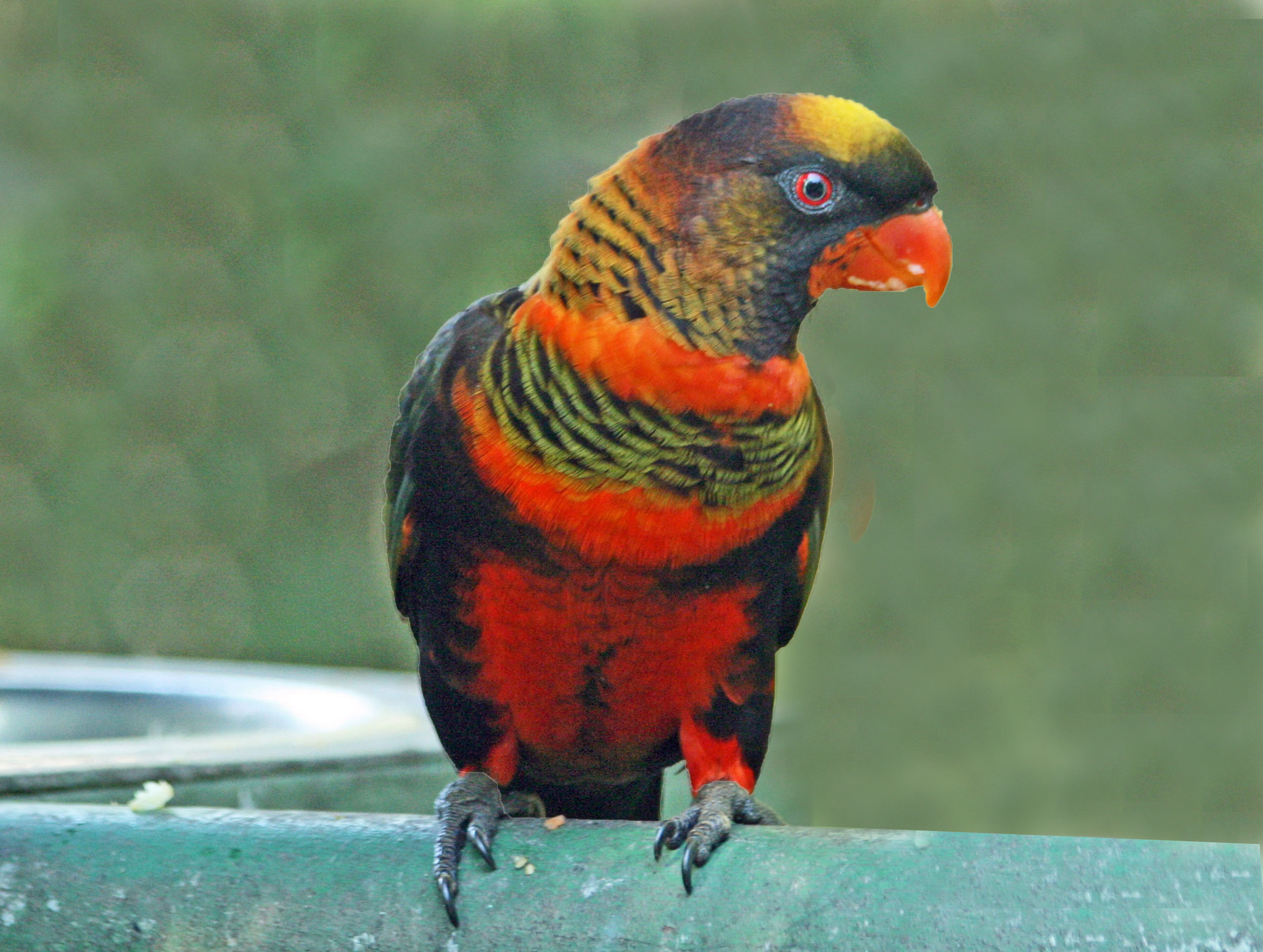 Dusky Lory illustration