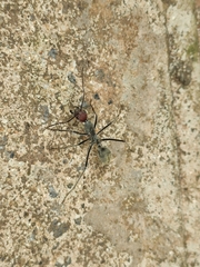 Camponotus singularis