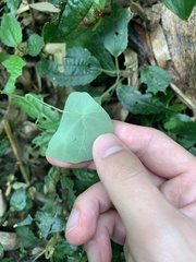 Stephania cephalantha