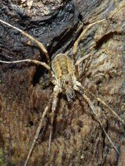 Protolophus