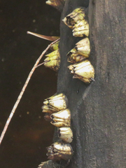 Megabalanus