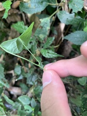 Stephania cephalantha