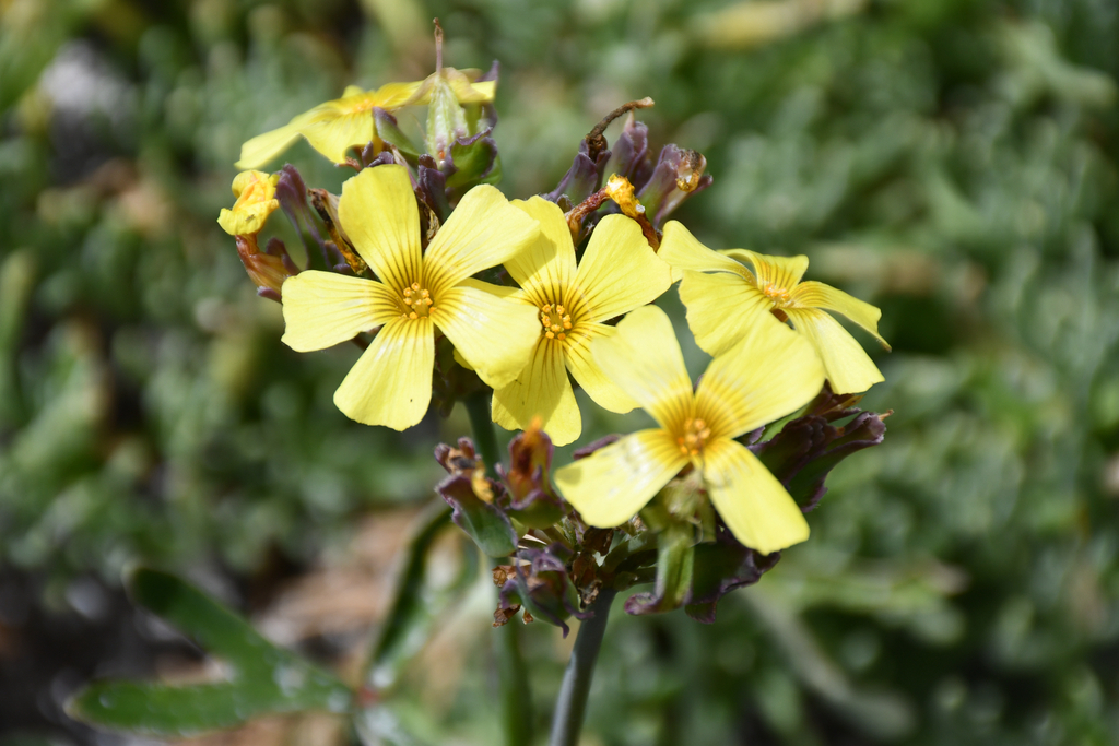 Oxalis bifurcatifolia