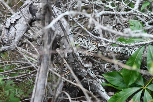 Black-necked Garter Snake