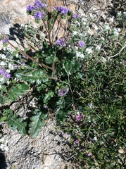 Phacelia crenulata minutiflora