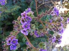 Phacelia crenulata minutiflora