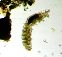 Eutardigrada