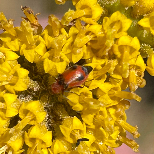 Attalus serraticornis