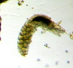 Eutardigrada
