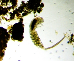 Eutardigrada