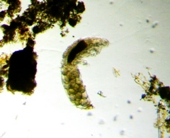 Eutardigrada