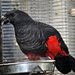 Pesquet's Parrot - Photo (c) Jean, some rights reserved (CC BY)