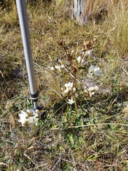 Gentianella corymbifera gracilis